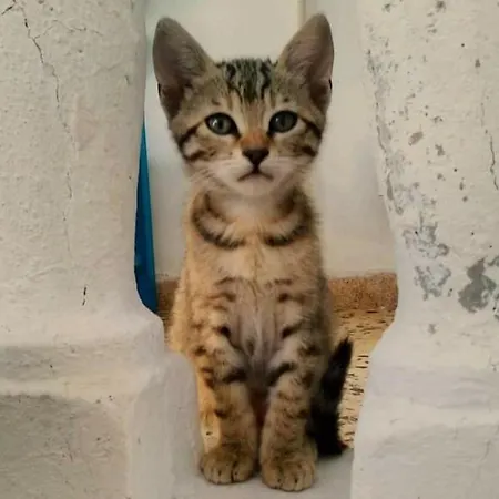 Located By The Sea One Beachfront Detach Private Captain Lazaros Pool With Loft In 750sqm Spacious Private Plot-jacuzzi-sunrelax-furnished Terace-gazebo-private Parking,sleep 3 Adults And 2 Children, Just Steps From The Black Beach-seaview Villa