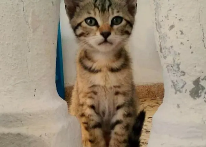 Captain Lazaros And (adults Only) Вилла